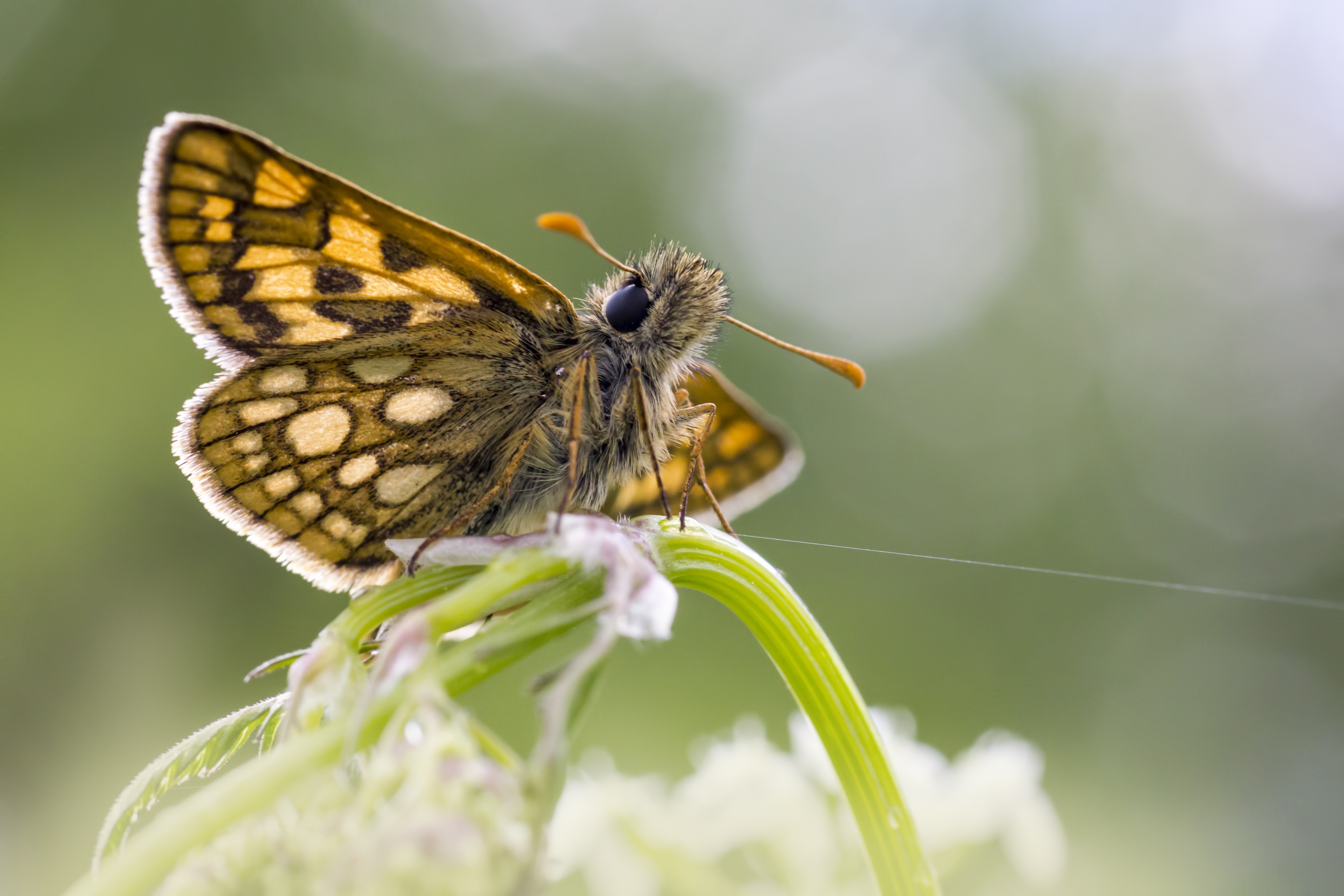 chequered skipper butterfly