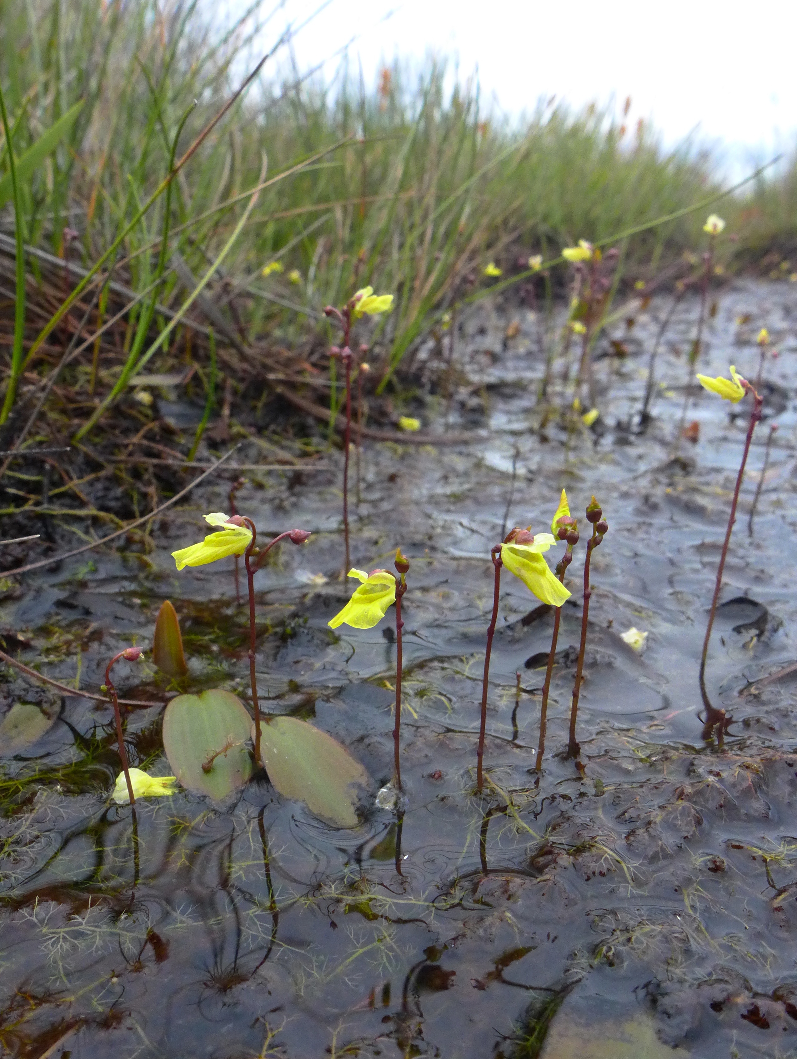 Utricularia minor: Fred Rumsey  BB CY-NC-ND license