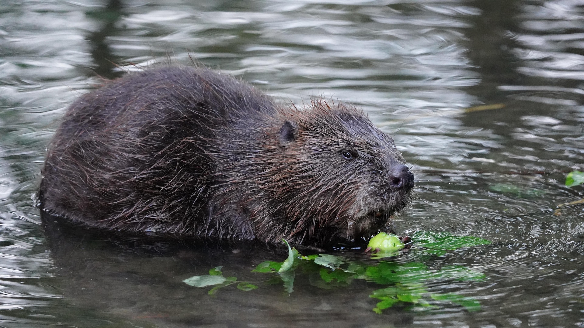 European beaver - Ralf Schick Pixabay