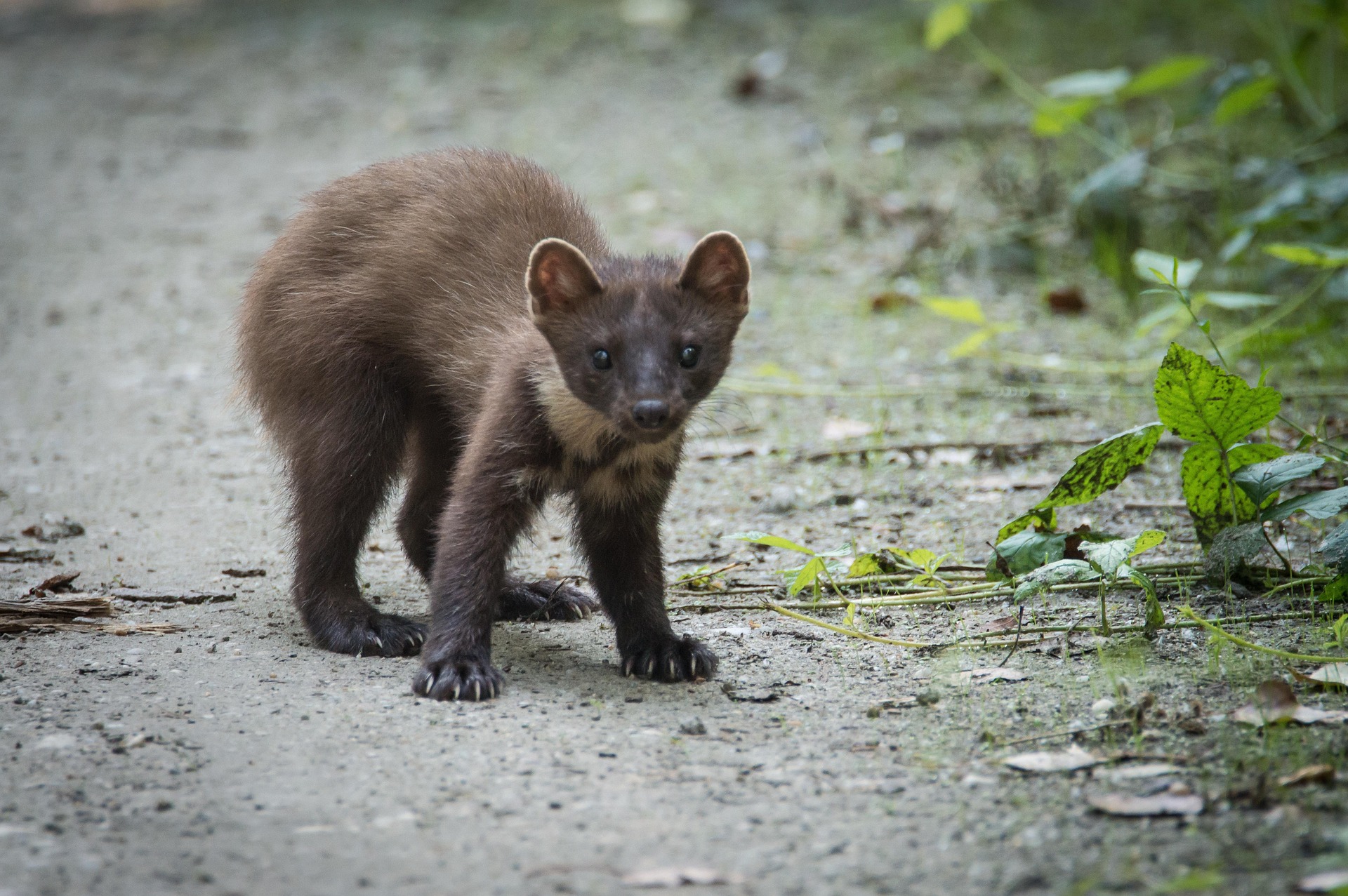 Pine marten by Lubos Houska Pixabay