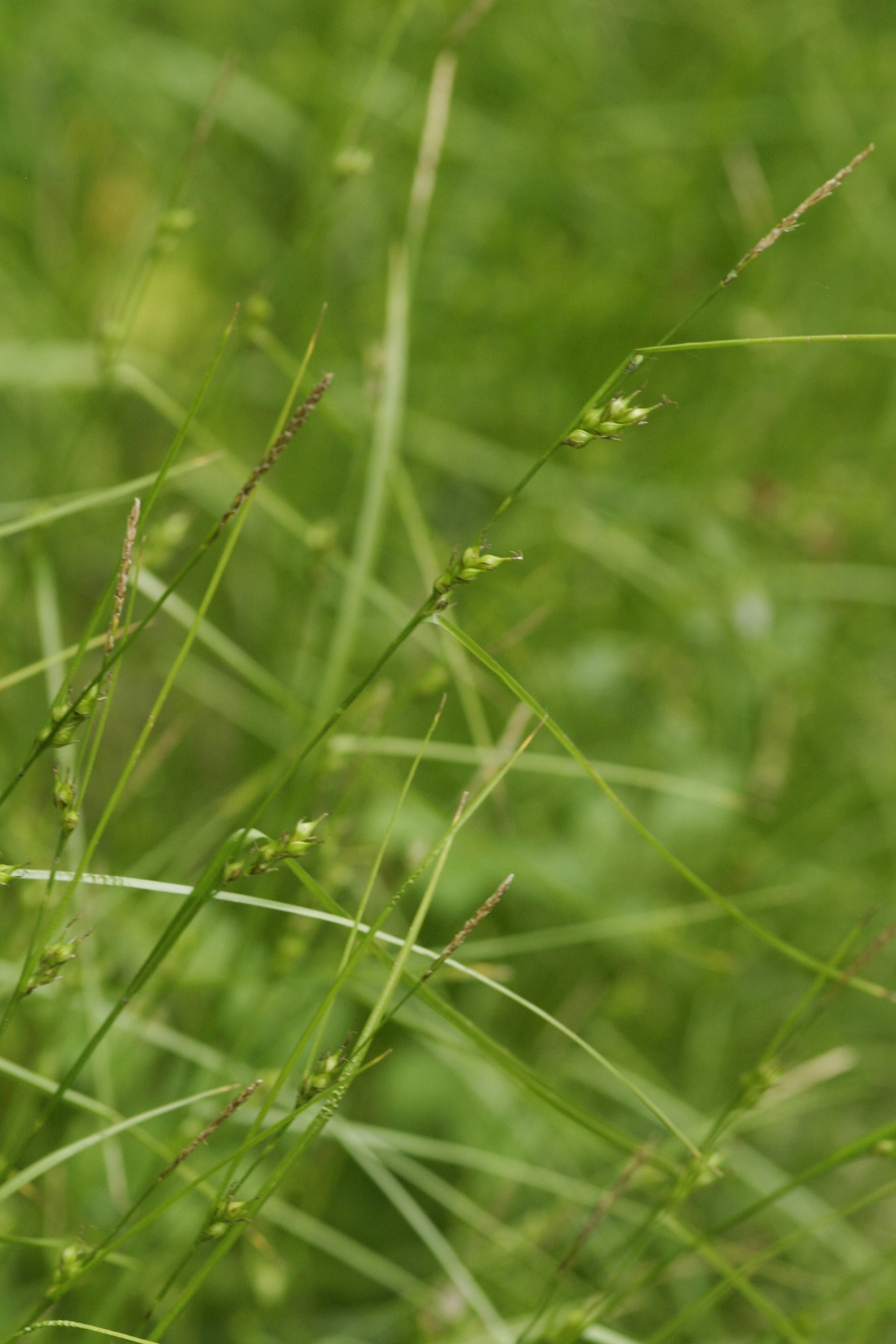 A picture of Carex depauperata