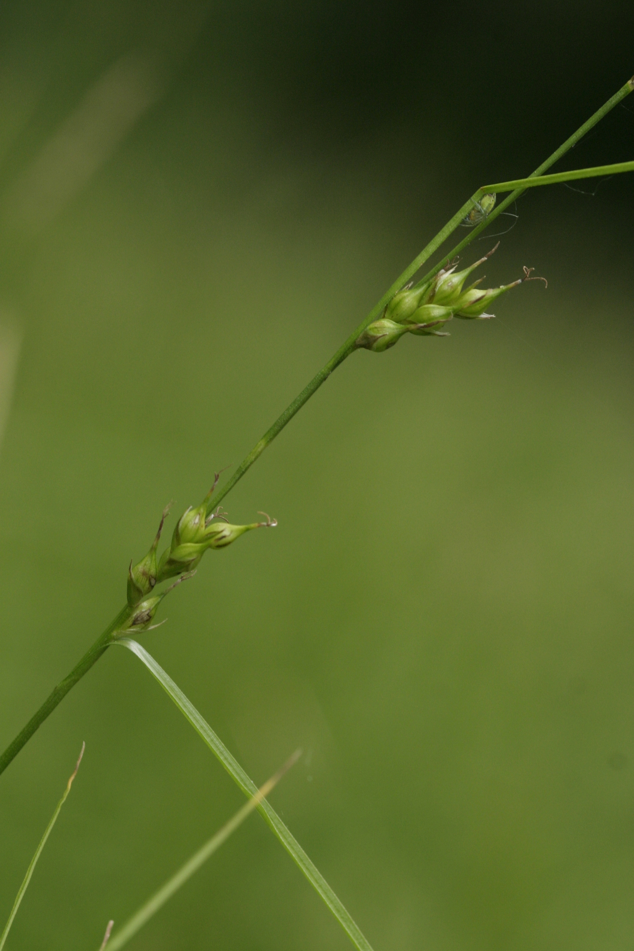 A close-up picture of Carex depauperata
