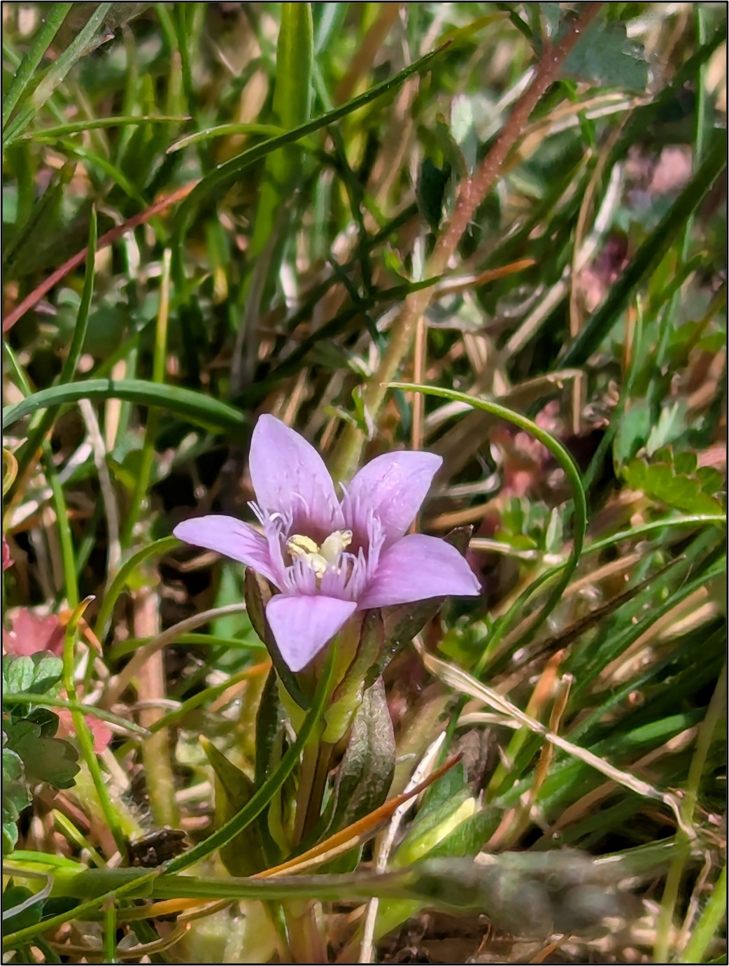 A picture of Early Gentian in flower