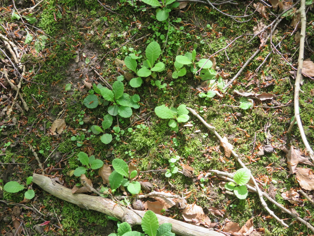 Primrose plants and seedlings on a steep bank