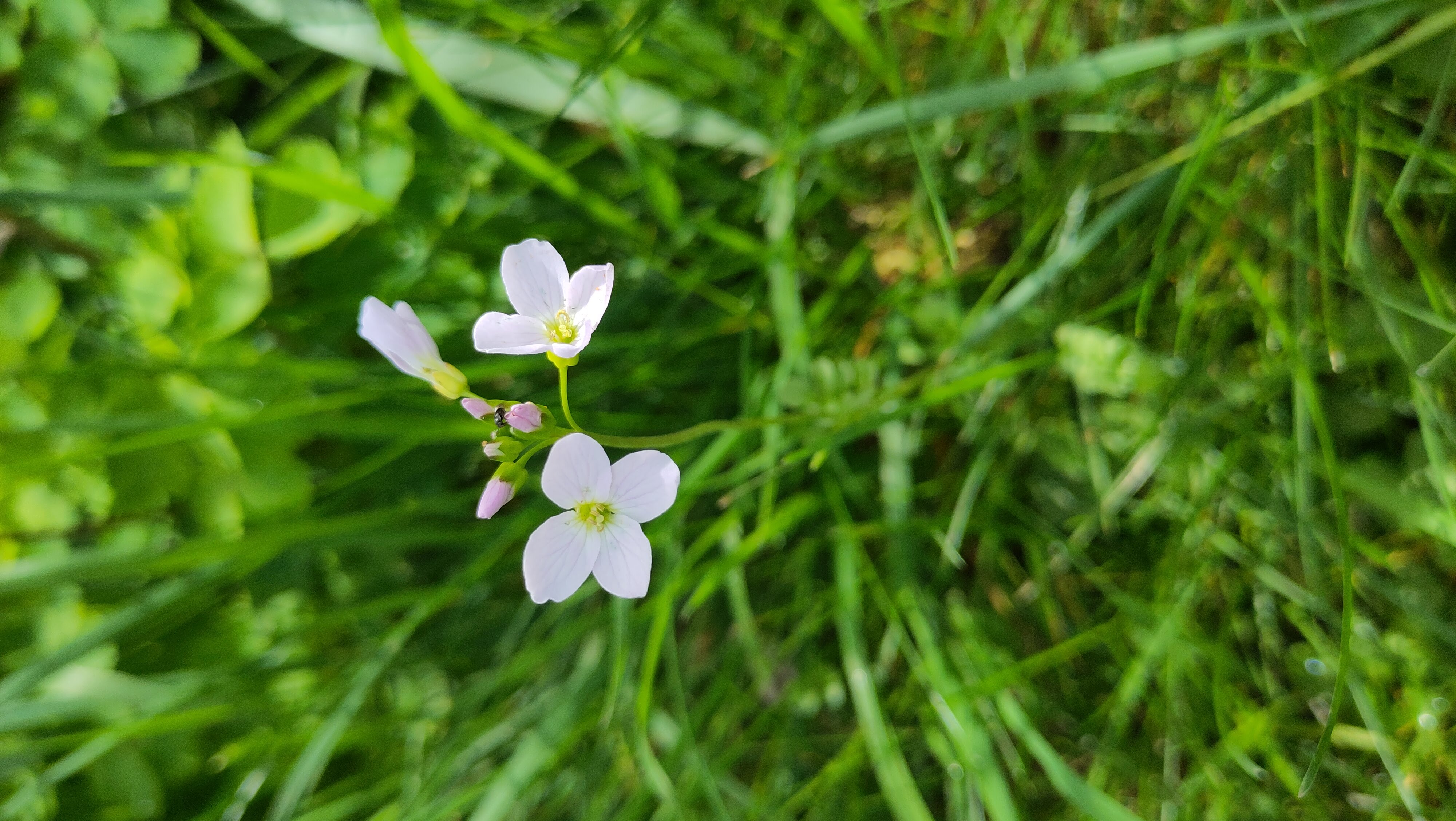 A picture of Cuckoo Flower