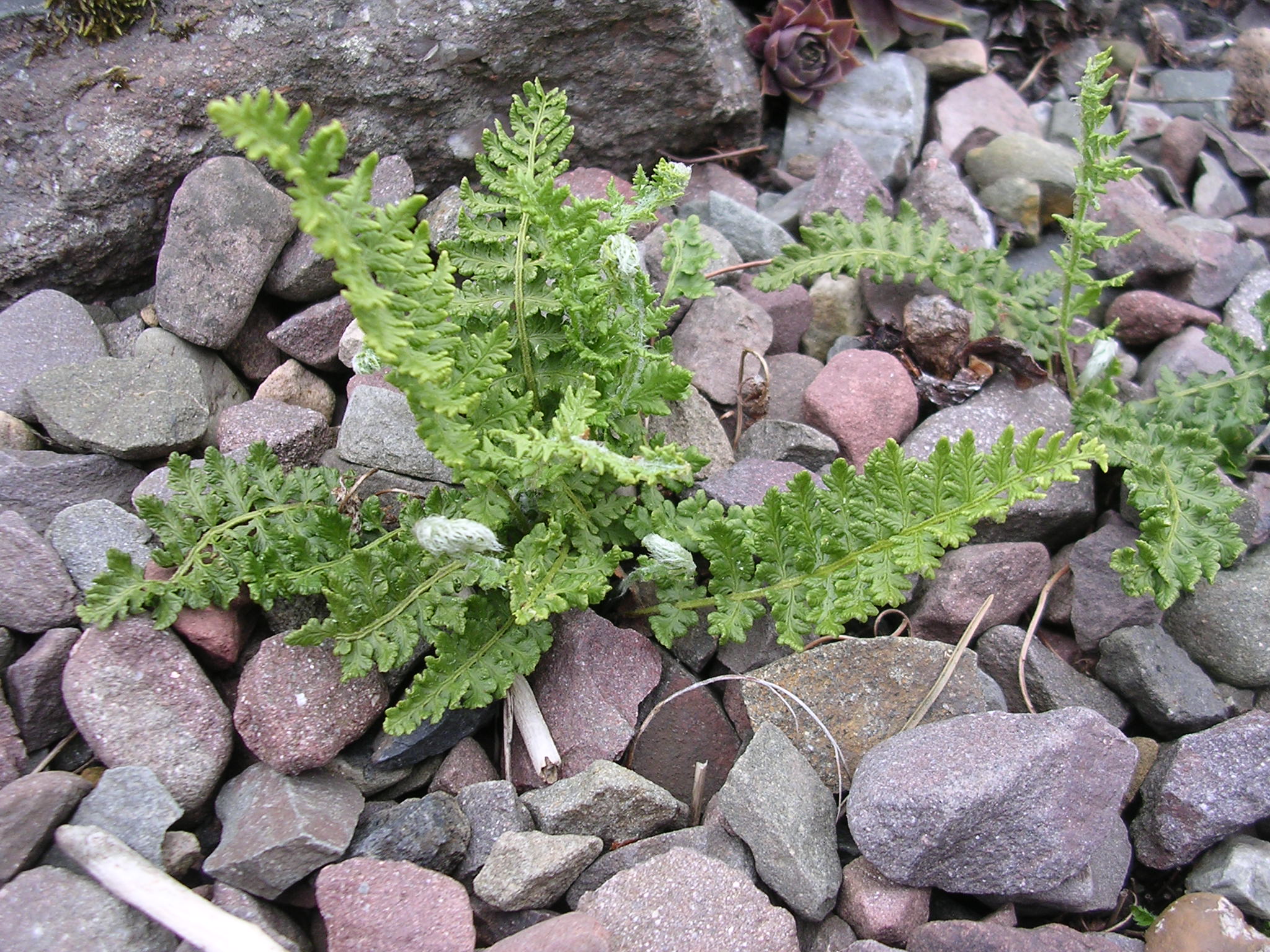 A picture of Woodsia ilvensis