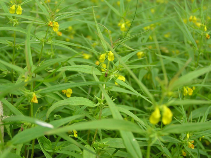 Melampyrum sylvaticum